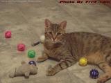 Penny With Some of Her Toys, Lynn, Massachusetts
