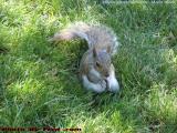 Squirrel, Eating, Boston Public Garden
