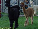 Alpacas on Parade, Topsfield Fair (Happy Birthday Karen!)