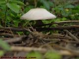 A Miniature Umbrella, Mushroom, Groveland, New York