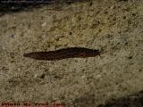 Giant Garden Slug on a Back Step Riser, Lynn, Mass.