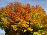 Brilliant Fall Foliage, Cliftondale Square, Saugus, Mass.