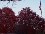 Foliage and Flag, Manchester, New Hampshire