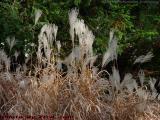 Dustmop Fronds, Lynn Woods Rose Garden, Lynn, Mass.