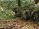 Perched Rock Animal, Lynn Woods Reservation, Lynn, Mass.