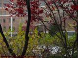 Remnants of Color, Late Autumn Foliage, Canal Park