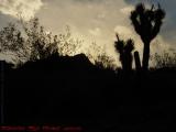 Joshua Trees and Brush in Silhouette, Near Red Rock Canyon