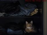 Cat In The Closet! Penny Finds Another Comfy Resting Spot