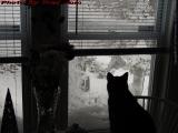 Penny Studying the Snow Storm, Lynn, Massachusetts