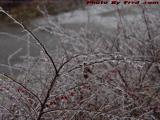 Bayberry Bushes Coated With Ice, Groveland, New York
