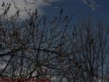 Sun Bathed Ice Storm Trees and Receding Clouds, Groveland