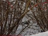 Winter Bay Berry Bushes With Chickadee, Groveland, NY