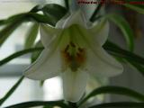 Easter Lily, Backlit, Dell Court, Lynn, Massachusetts