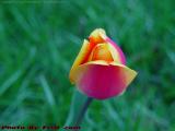 New Tulip In Overcast Light, Dell Court, Lynn, Mass.