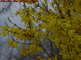 Forsythia Brightening a Drab Day, Lynn, Massachusetts