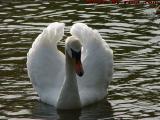 Regal Swan, Boston Public Garden