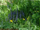 Ajuga and Dandelions, Groveland, New York
