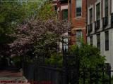 Boston in Bloom, Marlborough Street at Mass. Ave.