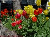 Late Tulips, Dell Court, Lynn, Massachusetts