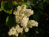 White Lilac Blossoms, Groveland, New York
