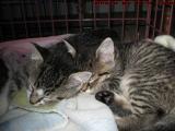 Sleeping Beauties - Penny and Wendy Resting, Medford