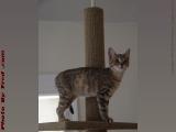Young Penny Posing on Her Cat Tree, Medford, Massachusetts