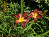Red Day Lilies, Pepperell, Massachusetts