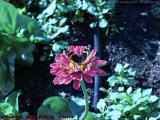 Zinnia and Butterfly, Draper Street, Dorchester, Mass.
