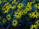 Brown Eyed Susans in Shade, Dorcheseter, Massachusetts
