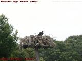 Osprey Nest With Watchful Chicks, Marstons Mills, Mass.