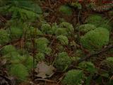 Forest Floor With Moss, Groveland, New York