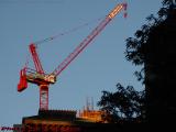 Resting Crane in Late Afternoon Sun, Boston, Massachusetts