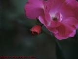 Nascent Rose Bud Stealing Glory, Dorchester, Massachusetts