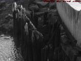Forgotten Wharf Remains in Low Tide, Lynn, Massachusetts