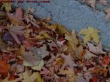 Autumn Leaves Against a Curb, Ross Drive, Lynnfield