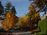 Limewoods Drive in Fall Foliage, Saugus, Massachusetts