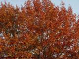 A Riot of Color, Fall Foliage, Somerville, Massachusetts