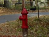 Fire Hydrant, Lynn Woods Reservation, Lynn, Massachusetts