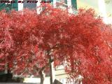Japanese Maple, Draper Street, Dorchester, Massachusetts