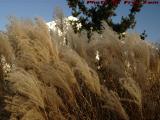 Wind-Swept Reeds, South Street, Rockport, Massachusetts