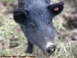 Happy Little American Mulefoot Pig, Groveland, New York