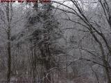 Winterscape of Trees and Ice, Groveland, New York