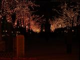Lighted Trees, Commonwealth Avenue Mall, Boston, Mass.