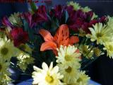 Sunlit Orange Lily and Daisies, Lynn, Massachusetts