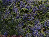 Pollenating Purple Ajuga, Groveland, New York