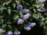Late April's Early Lilacs, Dell Court, Lynn, Massachusetts