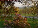 Lilacs and Fields By Sunset Light, Groveland, New York
