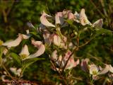 Dogwood Blooms in Late Sun, Groveland, New York