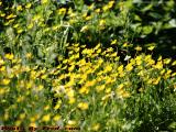 A Patch of Buttercups, Dell Court, Lynn, Massachusetts