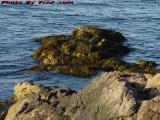 Tidal Rock With Seaweed in Low Water, Gloucester, Mass.